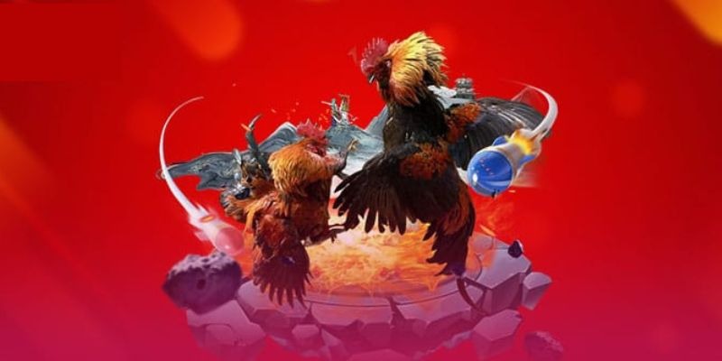 History and Culture of Cockfighting in Vietnam